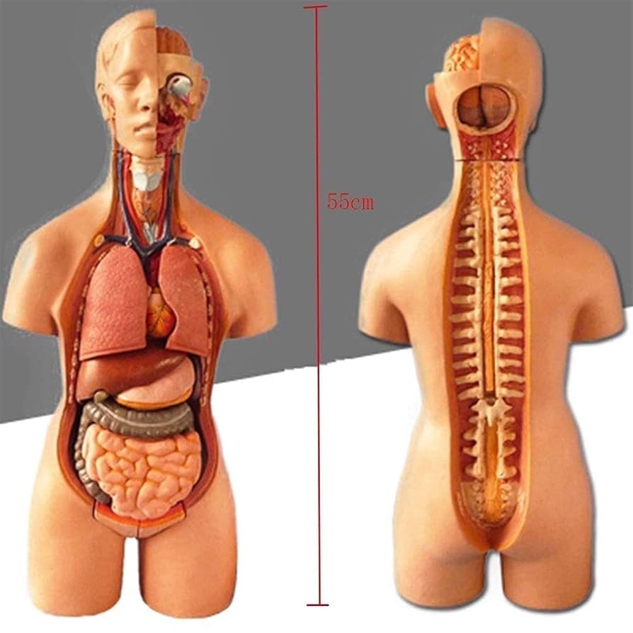 人体模型　解剖学的構造 Amazon.co.jp: 人体解剖学的人体模型コンポーネント分解可能内臓